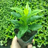 floks-flame-purple-eye-phlox-paniculata-p9-rodzaj-rosliny-inny