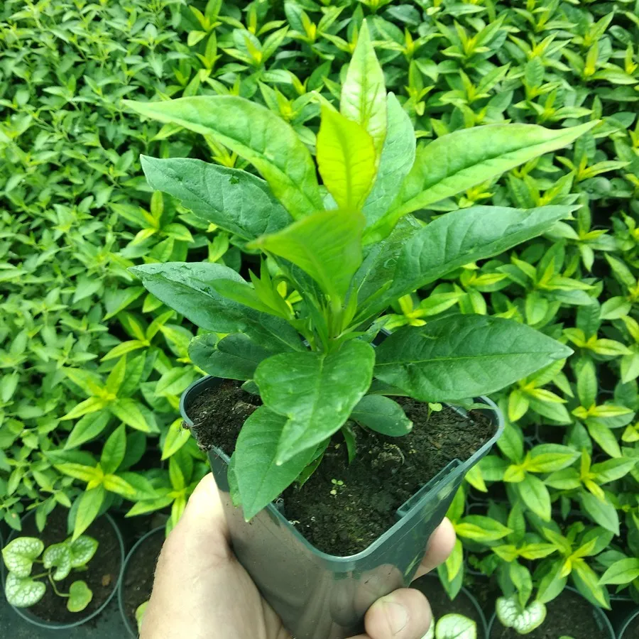 floks-flame-purple-eye-phlox-paniculata-p9-rodzaj-rosliny-inny