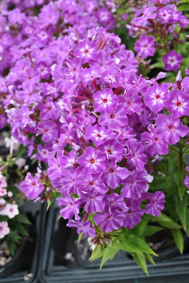 floks-flame-purple-eye-phlox-paniculata-p9