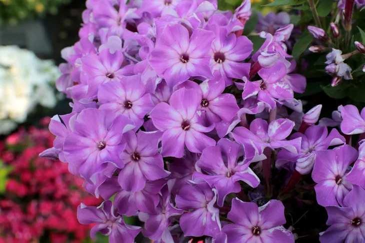 floks-flame-purple-eye-phlox-paniculata-p9-roslina-w-postaci-sadzonka-w-pojemniku-05-1l