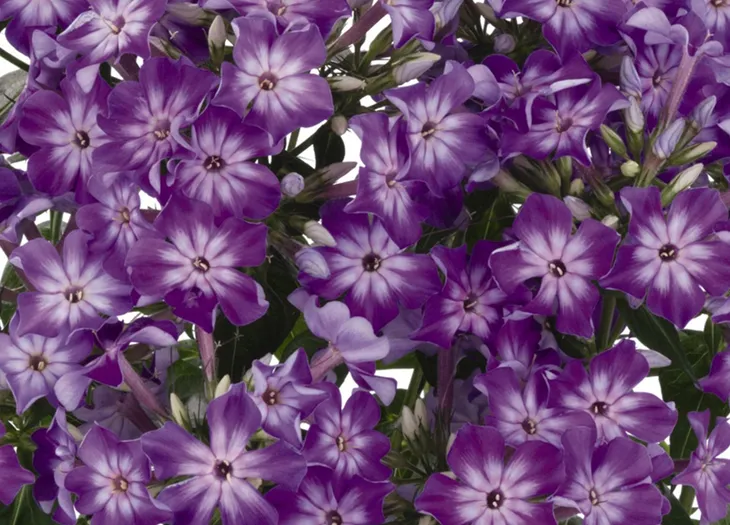 floks-flame-purple-eye-phlox-paniculata-p9-wysokosc-sadzonki-10-cm