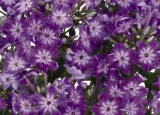 floks-flame-purple-eye-phlox-paniculata-p9-wysokosc-sadzonki-10-cm