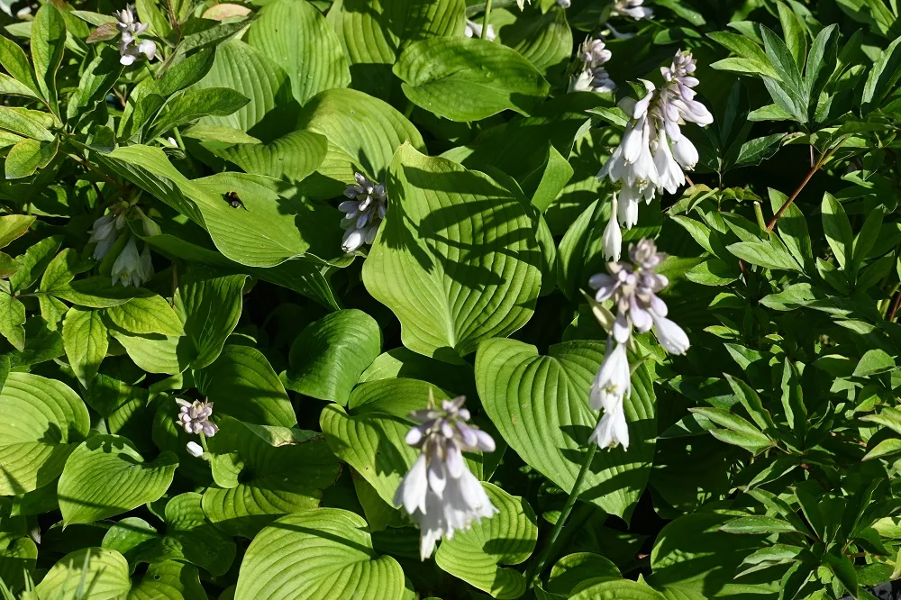 funkia-t-rex-hosta-rodzaj-rosliny-inny