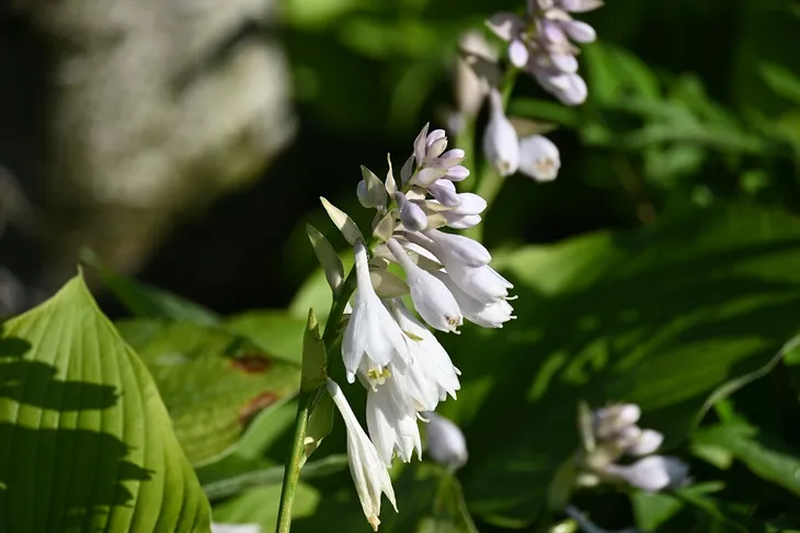 funkia-t-rex-hosta-kolor-kwiatow-biale