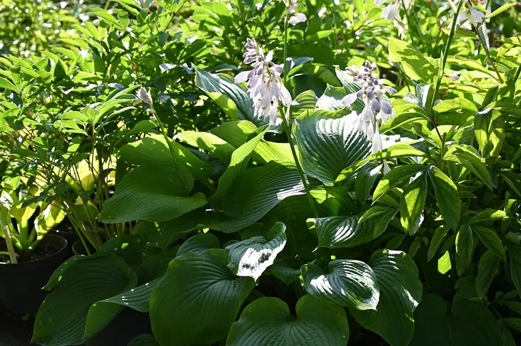 funkia-t-rex-hosta-roslina-w-postaci-sadzonka-w-pojemniku-2-3l