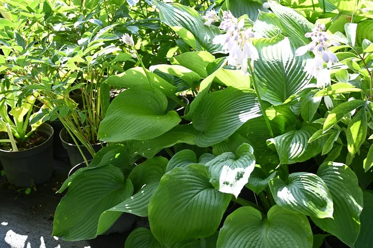 funkia-t-rex-hosta-styl-ogrod-nowoczesny