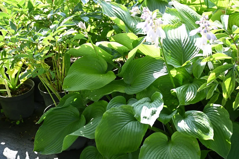 funkia-t-rex-hosta