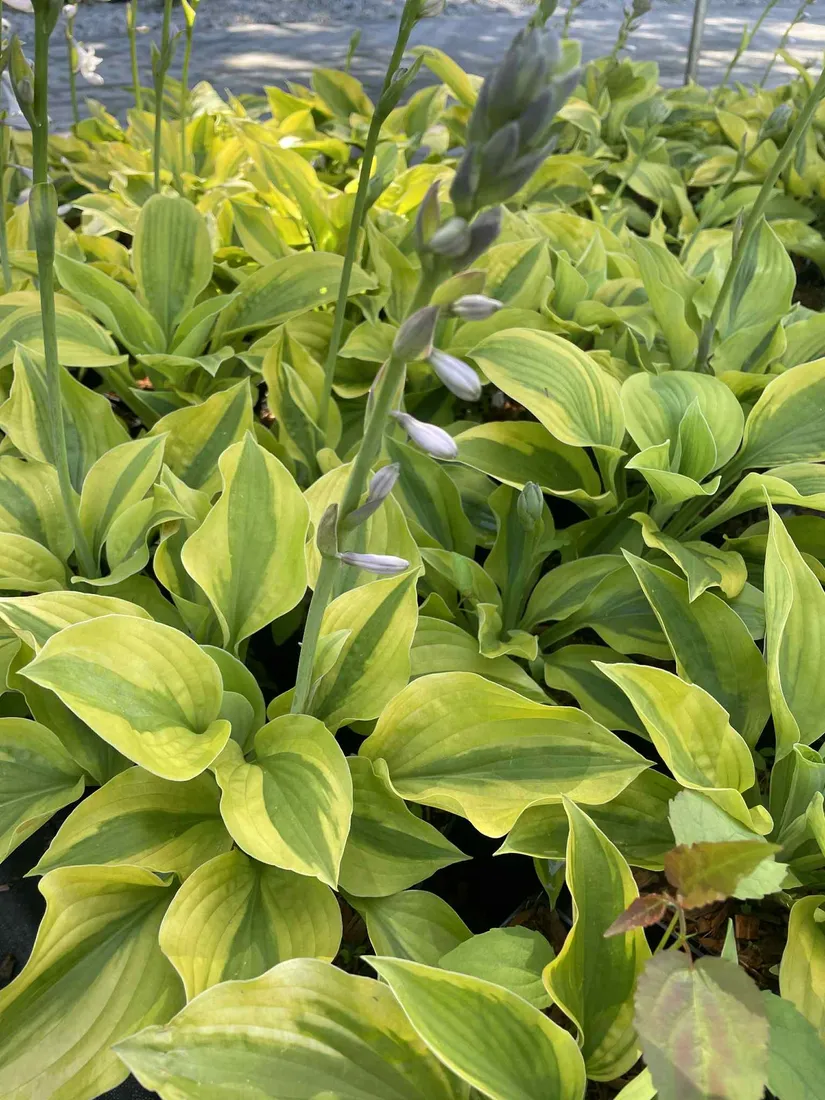 funkia-glad-rags-atrakcyjna-hosta-rodzaj-rosliny-inny