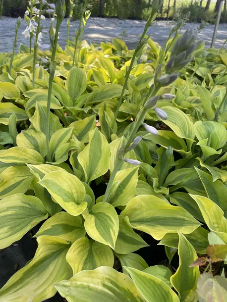 funkia-glad-rags-atrakcyjna-hosta-kolor-kwiatow-inny-kolor