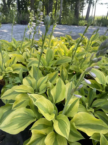 funkia-glad-rags-atrakcyjna-hosta-roslina-w-postaci-sadzonka-z-golym-korzeniem