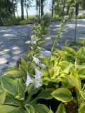 funkia-glad-rags-atrakcyjna-hosta-kod-producenta-wodne-rosliny