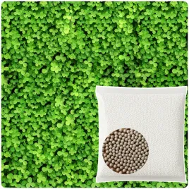 mikrokoniczyna-drobnolistna-koniczyna-trawnik-nasiona-05kg-otoczkowana