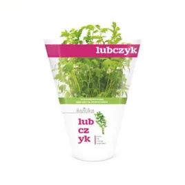 lubczyk-doniczka-polska-1szt-baziolka