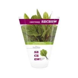 szczaw-czerwony-doniczka-polska-1szt-baziolka