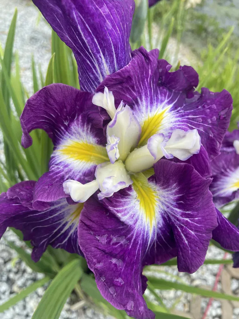 iris-ensata-dinner-plate-jell-o-irys-japonski-rodzaj-rosliny-inny