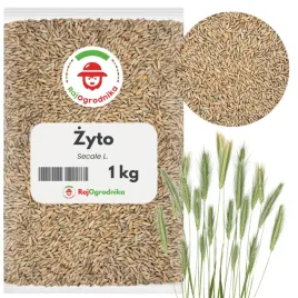 zyto-na-poplon-ozimie-nasiona-ziarno-szybki-wzrost-poprawa-gleby-1-kg