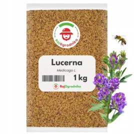 lucerna-nasiona-na-poplon-laka-kwietna-miododajna-siewna-1-kg-redum