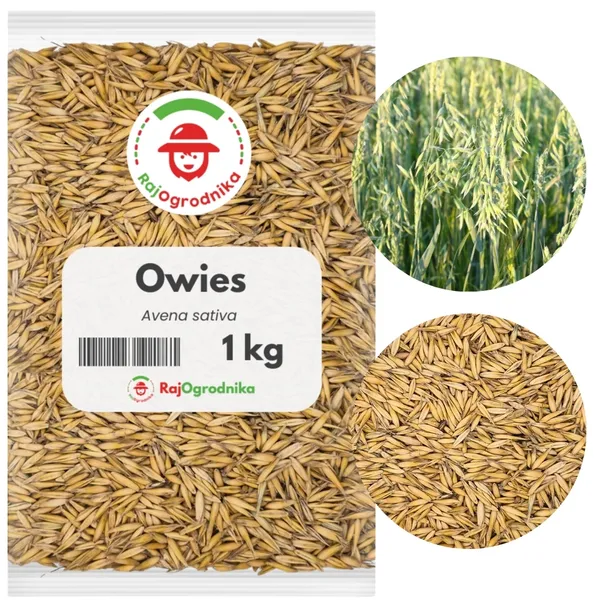 owies-nasiona-na-poplon-rosnie-szybko-i-intensywnie-ziarno-1-kg-redum-styl-ogrod-japonski-ogrod-nowoczesny-ogrod-skalny-ogrod-srodziemnomorski-ogrod-wiejski