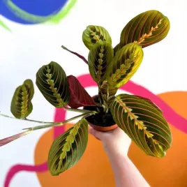 piekna-maranta-leuconeura-fascinator-tricolor-ozdobne-liscie