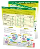 maxi-sciaga-biologia