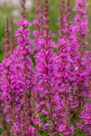 krwawnica-pospolita-robin-lythrum-salicaria