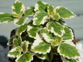 komarzyca-ozdobne-liscie-odstrasza-komary-duza-sadzonka-xxl