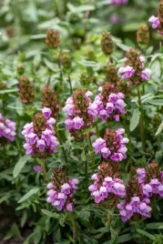 glowienka-gruss-aus-isernhagen-prunella-hybrida