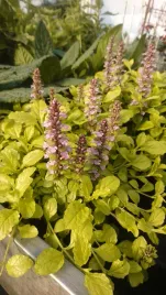 dabrowka-rozlogowa-gold-chang-ajuga-reptans