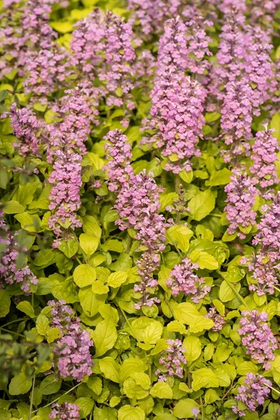 dabrowka-rozlogowa-gold-chang-ajuga-reptans-kolor-kwiatow-rozowe