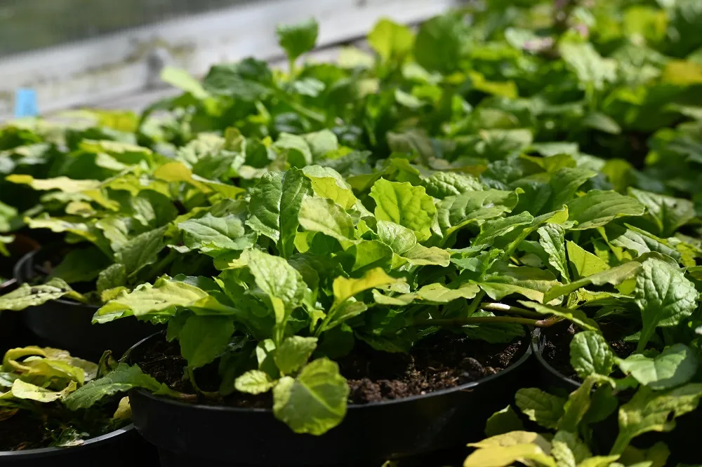 dabrowka-rozlogowa-gold-chang-ajuga-reptans-rodzaj-rosliny-inny