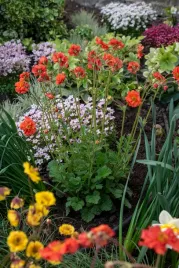 kuklik-tempest-scarlet-geum-boliviense