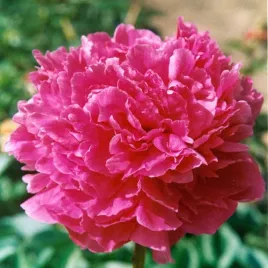 piwonia-sadzonka-glory-hallelujah-1-szt-piwonie-sadzonki-sadzonka-pachnaca