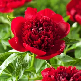 paeonia-piwonia-sadzonka-red-charm-1-szt-piwonie-sadzonki-sadzonka-pachnaca