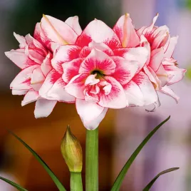 hippeastrum-zwartnica-amarylis-pelny-elvas-1-szt-cebule-cebula-amarylisy