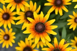 rudbekia-mieszancowa-smileyztm-star-of-life-rudbeckia-x-hybrida