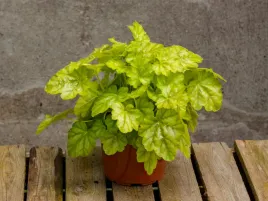 zurawka-zolte-liscie-czerwone-kwiaty-tokyo-bylina-sadzonka-p9