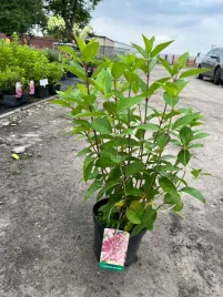 hortensja-bukietowa-graffiti-miniaturowa-trzykolorowa-duza-sadzonka-30-50cm