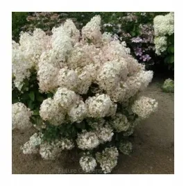 hortensja-bukietowa-bobo-sadzonka-50cm-biala-gesta-xl-rozowa-duza-pachnaca