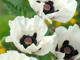 mak-wschodni-royal-wedding-sadzonka-p9-duze-biale-kwiaty-z-oczkiem