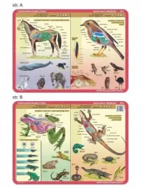 podkladka-edu-053-anatomia-ssaki-ptaki-plazy-visual-system