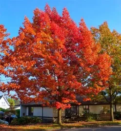 dab-czerwony-sadzonka-wyjatkowe-czerwone-liscie-odporny-quercus-rubra