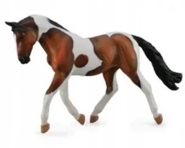 kon-pinto-mare-gniady-collecta