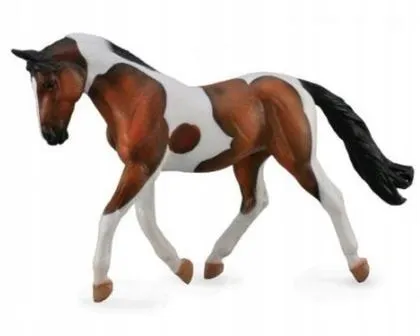 kon-pinto-mare-gniady-collecta