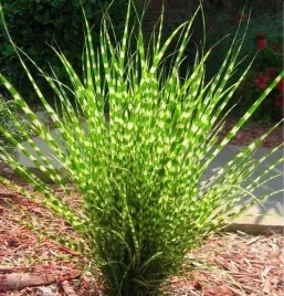 miskant-chinski-zebrinus-w-doniczce-c2-do-ogrodu-na-taras-szpaler-200cm