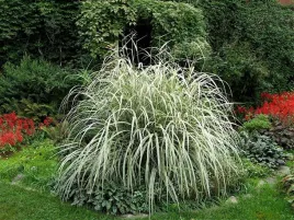 miskant-chinski-variegatus-c2-bialo-zielone-do-ogrodu-na-taras-150cm