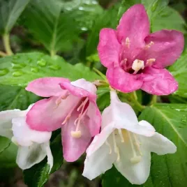 krzewuszka-tricolor-sadzonka-w-p9-wielobarwne-kwiaty-do-ogrodu