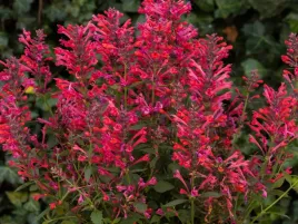 klosowiec-kudos-coral-sadzonka-p9-rozowy-pachnaca-bylina