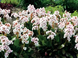 bergenia-sercowata-dragonfly-angel-kiss-sadzonka-p9-jasne-kwiaty