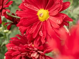 chryzantema-duchess-of-edinburgh-zlocien-czerwonawy-sadzonka-p9-czerwona