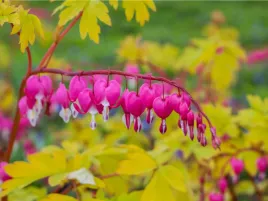 serduszka-okazala-gold-heart-sadzonka-p9-zolte-liscie-rozowe-kwiaty-serca